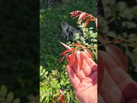 Plinia sp Campo Ramon Jaboticaba Handling the Cold Like a Champ!