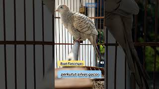 Download lagu Perkutut silver gacor mp3 Download lagu Perkutut silver gacor mp3