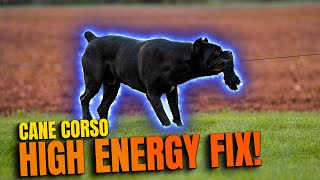 FIX HIGH ENERGY In Your Dog - EASY SOLUTION! Cane Corso