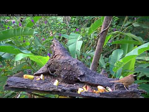 Pair Of Swainson's Thrushes Make Their Way Through Panama – April 3, 2018