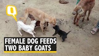 Bizarre yet Adorable: Female Dog Feeds Two Hungry 
