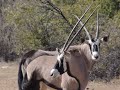 Namibia Luxury Hunting Safari