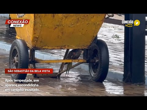 Vídeo: Após tempestade, ave aparece escondidinha em cantinho inusitado.