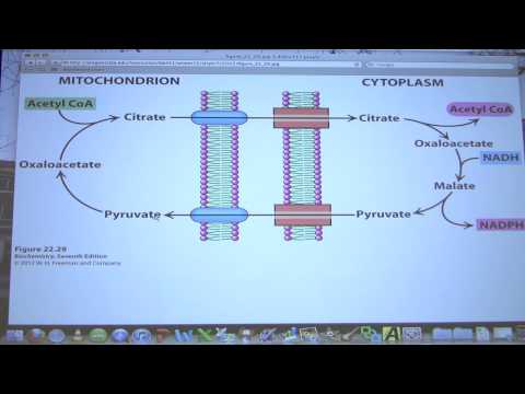 #38 Biochemistry Fat/Fatty Acid Metabolism II Lecture for Kevin Ahern's BB 451/551