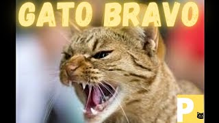 Som de gato bravo#brigadegato#gatomiando#gatobravomiando#miadodegatobravo#gatobravo#angrycat