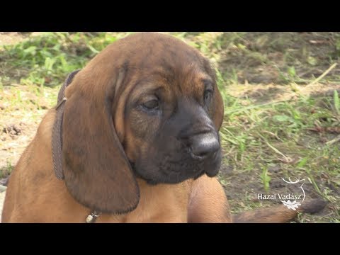 Hazai Vadász - 164. adás - 2017.05.27. - szombat 12:30 óra - ECHO-TV