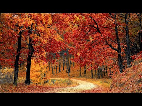 Autumn Pictures and Music to Enjoy and Relax | Aerial View