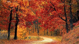 Autumn Pictures and Music to Enjoy and Relax | Aerial View