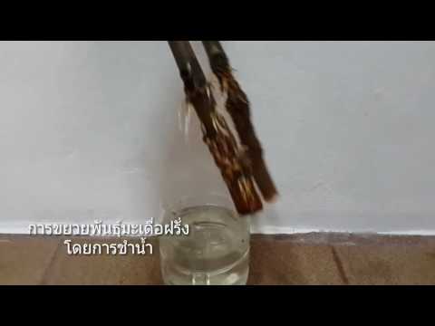 คลิกเพื่อดูคลิปวิดีโอ