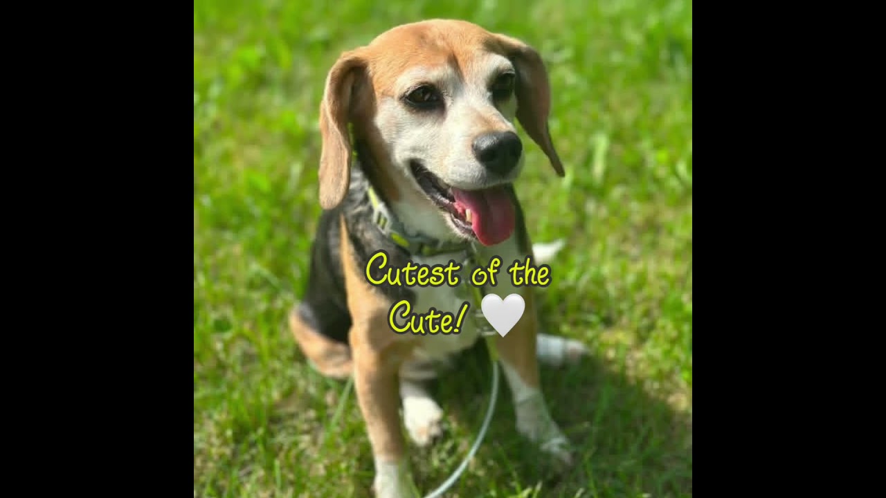 Enlarge Tutti Fruity Tally , a Adoptable Beagle in Hartland, WI video 6/6