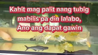 KAHIT MAGPALIT NG TUBIG SA AQUARIUM MABILIS PA DIN LALABO, ANO ANG DAPAT GAWIN?
