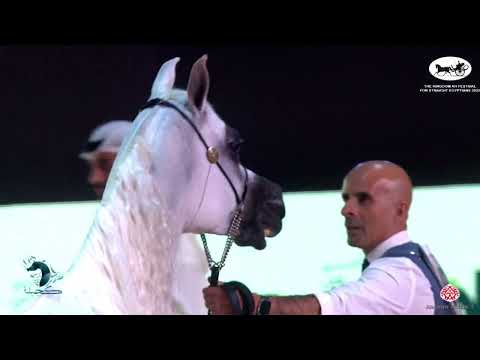 N 61 LOUBANA AL QASEM   The Kingdom AHF for Straight Egyptians 2022   Mares 7 – 9 Years Old Class 5