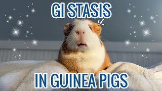 GI Stasis In Guinea Pigs