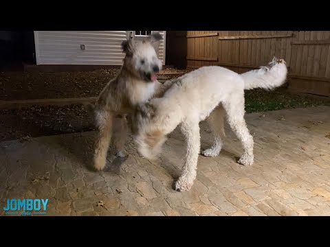 Wheaten Terrier vs Goldendoodle, a breakdown