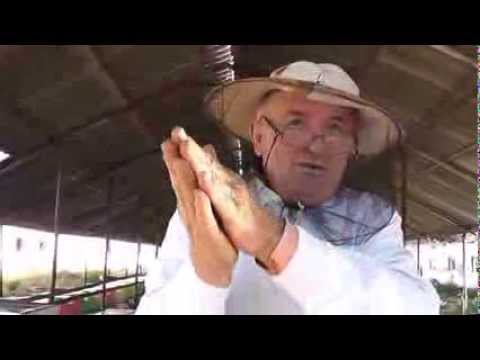 Iernatul stupilor - Organizarea cuibului de albine la familia 3 - apicultura pentru incepatori