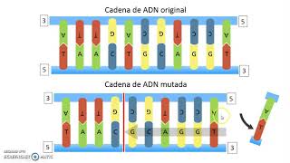 Mutaciones genéticas