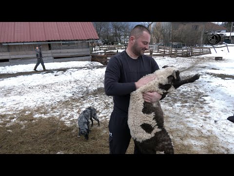 - UKRIŽAO SAM KUPREŠKU PRAMENKU SA OVNOM IL DE FRANS I DOBIO NAJBOLJE JANJCE NA BALKANU -