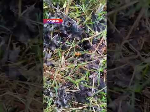 Família de onças ‘toca o terror’ e ataca animais de pequeno porte em chácara no Paraná