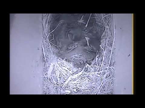 Nest Box Timelapse | House Sparrow | June 2019