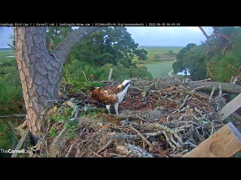 Osprey Flies In For a Closeup in Savannah | June 30, 2022