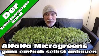 Alfalfa Microgreens schnell und einfach selbst anbauen