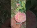Red King Guava Ll Plant Available All Over India Delivery C 7478084530