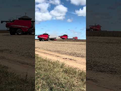 Bom Jesus Do Araguaia (MT)