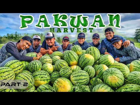 EP877-P2 - Pag-ani ng mga Pakwan ni Dalaman