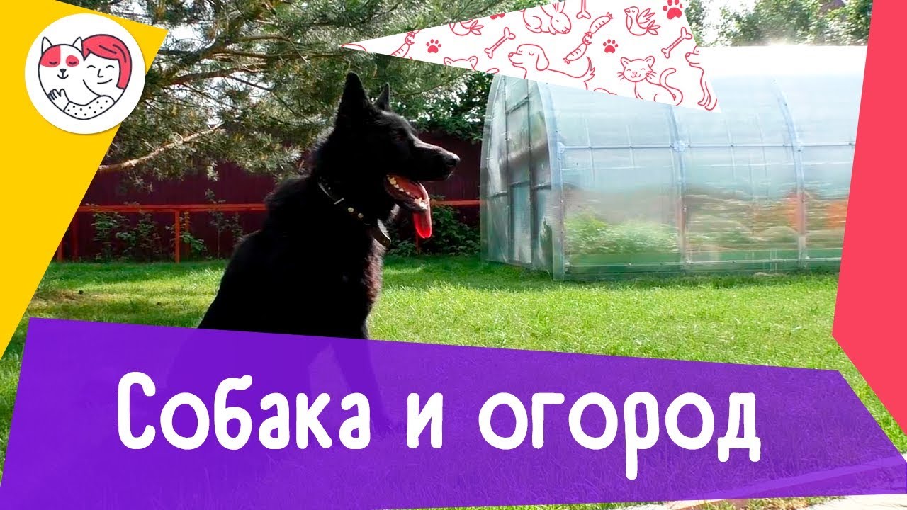 4 совета, как уберечь огород от собаки
