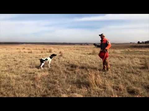 Whoa Training Your New Puppy - Session 1 - Upland Bird Dog Training