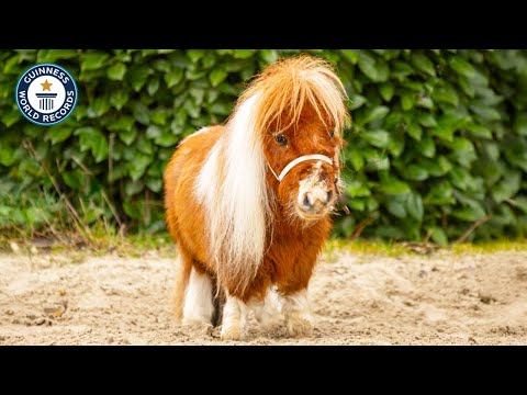 The World's SMALLEST Horse | Guinness World Records