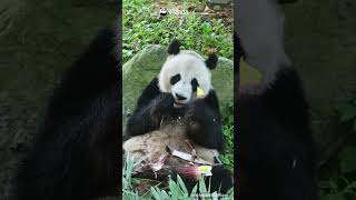 Panda-Approved XL Bamboo Shoots | iPanda #shorts