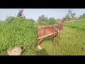 Horses Power Full For Sale Nature Natural Horse Village