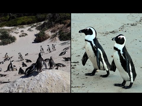 African Penguins May Go Extinct