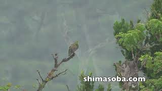アカショウビン、キンバト、カタグロトビなど(動画あり)