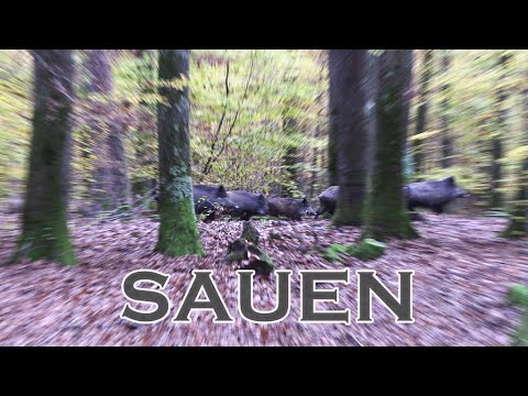 Sauen Drückjagd | Schwarzwild - bebendes Laub - Jagdkrone