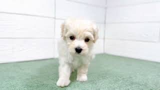 ハーフ犬の動画01