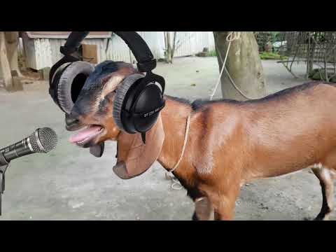 ছাগলের গান। 😱new rap song 😂 singer mr goat #funny