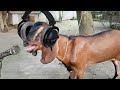 ছাগলের গান New Rap Song Singer Mr Goat Funny