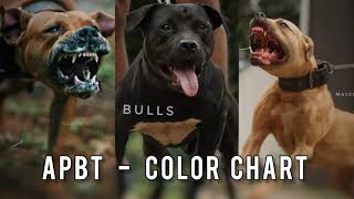 APBT ( American Pit Bull Terrier ) Color Chart / Types | MAJESTIC BULLS | PITBULL KERALA