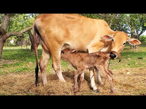 First Mother Cow Feeding Calf - New born Calf Milking
