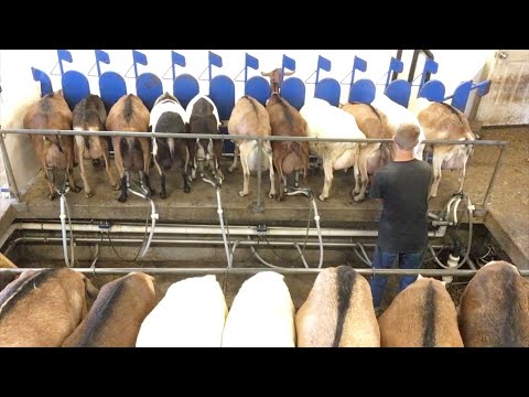 Milking goats -The process in the parlor-