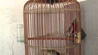 Download lagu Female Puteh mp3