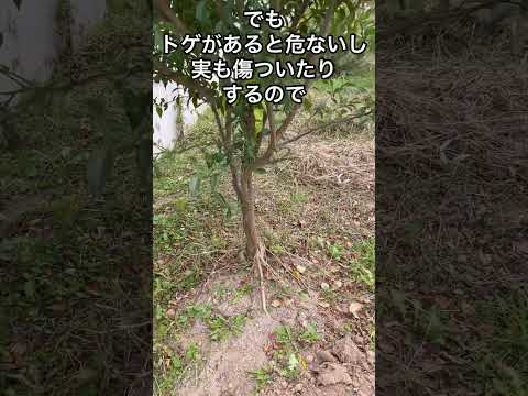 園芸 多彩な柑橘類