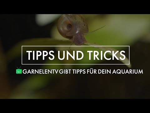 Nejrodermit die Kurbehandlung Die Schuppenflechte auf dem Kopf vom Foto