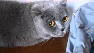 Guilty cat (Кошачий погром)