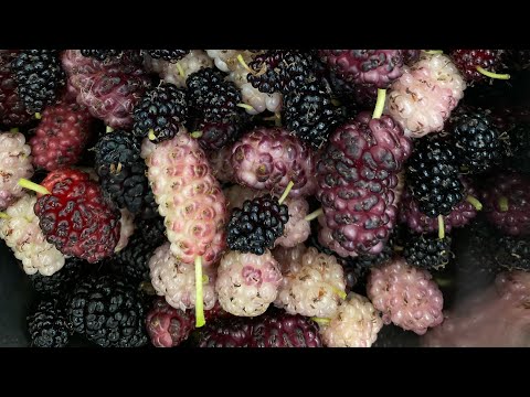 Wie vermehre ich eine Maulbeere im Sommer? Okulation und Chip Budding