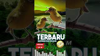 Download lagu Masteran Pleci Sejalur 99% Super Ampuh mp3