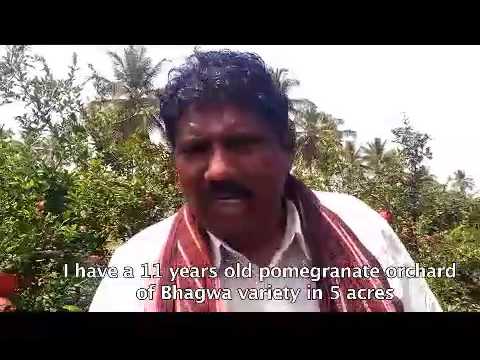 Arka Microbial Consortium for the Control of Pomegranate Blight - Farmers Experience 