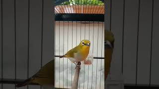 Download lagu Pleci Gunkar asli penangkar pandeglang #burung #kicaumania #pleci #plecimania #birds #kicaumania mp3